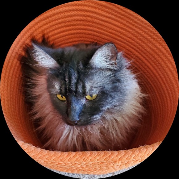 catrinanyhus